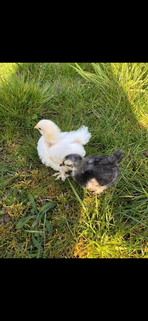 Poussins de Pâques, Sexe inconnu