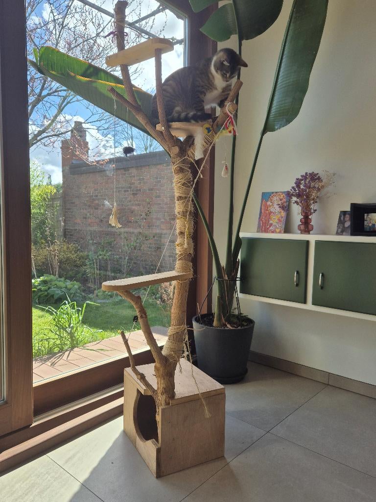 Katten speelboom, Ophalen