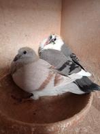 12 jeunes oiseaux de 2026, avec un pedigree., Plusieurs animaux, Pigeon voyageur