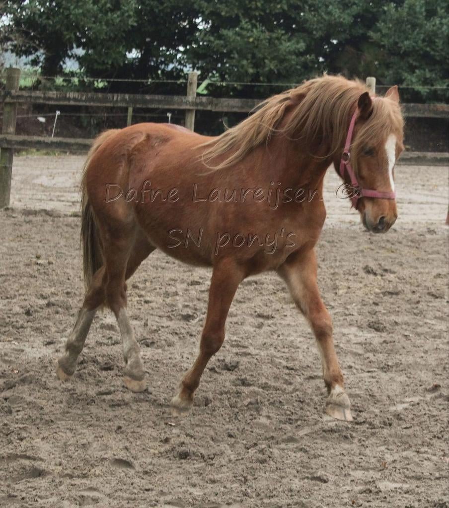 3 jarige Welsh c pony ruin met papier, Animaux & Accessoires, Poneys, Poney C (1.27 m à 1.37m), Hongre, Non dressé, Avec pedigree