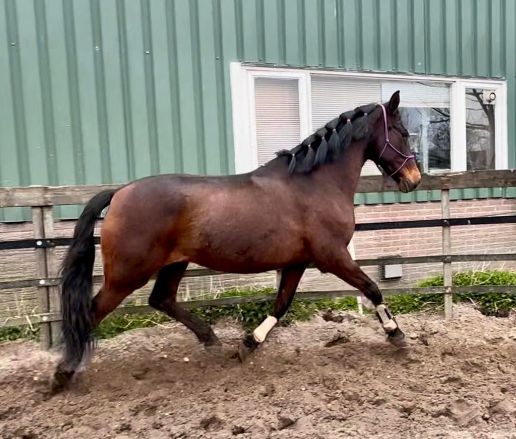 Loeve PRE ruin, Dieren en Toebehoren, Paarden, Met stamboom, B, Ruin, 160 tot 165 cm