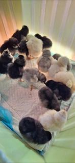 Kuikentjes, Geslacht onbekend