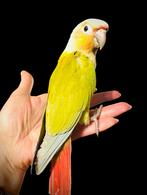 Conure dilute, Dieren en Toebehoren, Ophalen