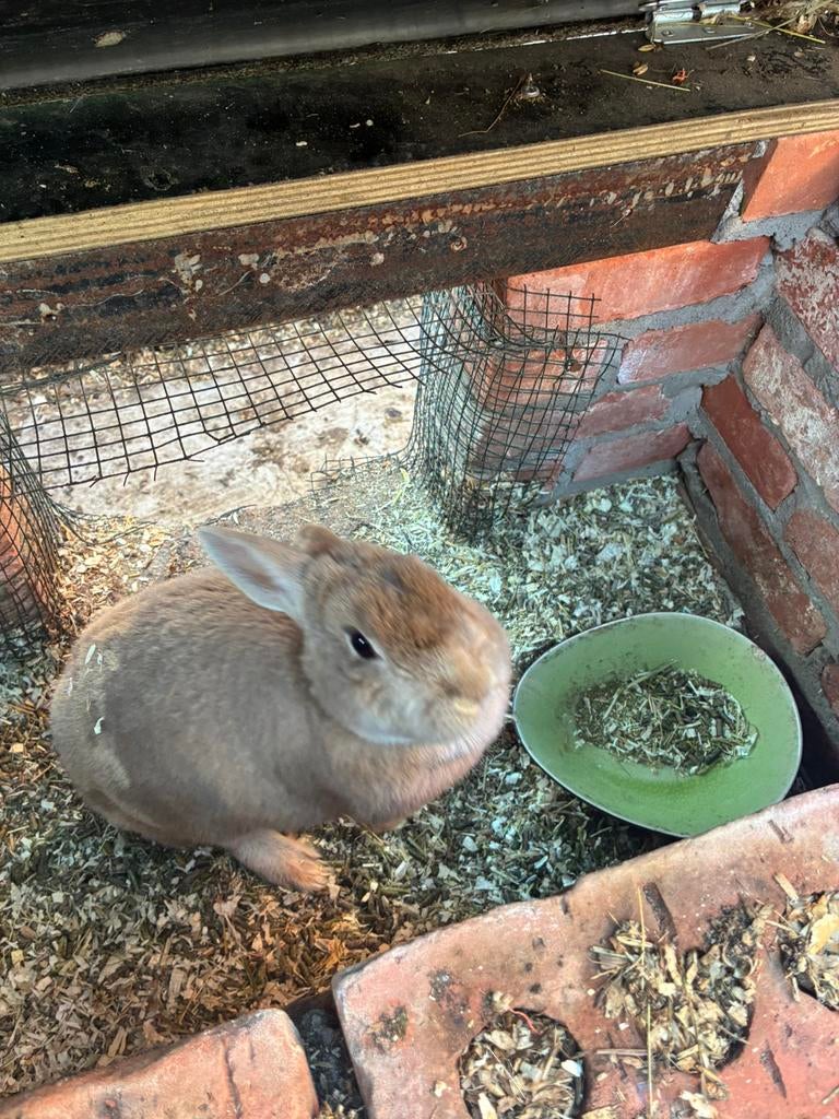 Konijn, Dieren en Toebehoren, Konijnen