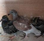 10 jonge duiven te koop,, Dieren en Toebehoren, Pluimvee
