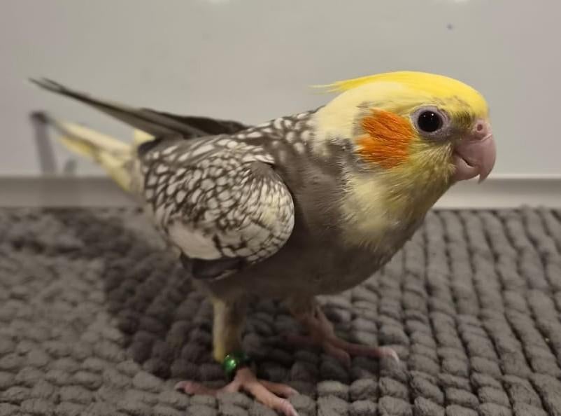 Jonge handtamme valkparkiet, Mannelijk, Parkiet, Geringd