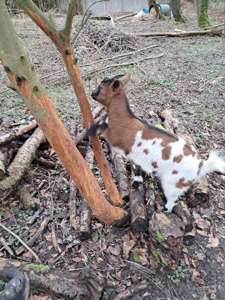 2 dwerggeitjes miekes te koop, Dieren en Toebehoren
