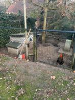 Kippenhok met vossenluik + 3 kippen, Dieren en Toebehoren, Pluimvee, Kip