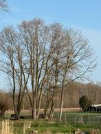 Élagage pour le bois, Jardin & Terrasse, Bois de chauffage, Enlèvement