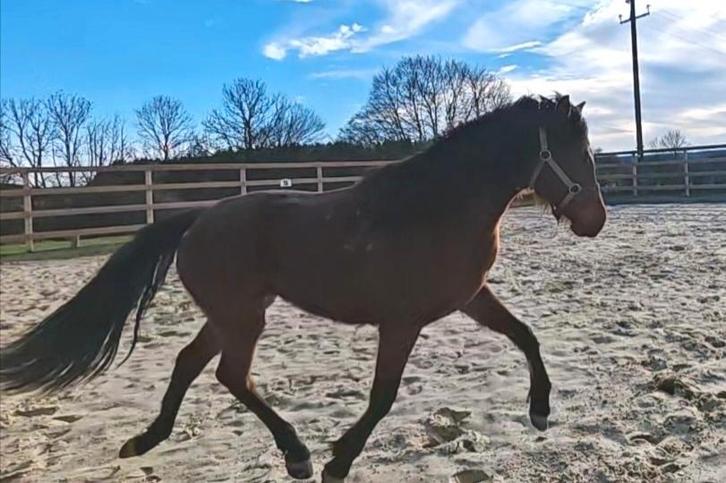 Pouliche 2ans en mai, Animaux & Accessoires, Chevaux, Jument, Ne s'applique pas, Moins de 160 cm, 0 à 2 ans, Cheval de récréation