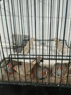 Te koop 4 x jonge zebravinken, Dieren en Toebehoren, Vogels | Overige Vogels