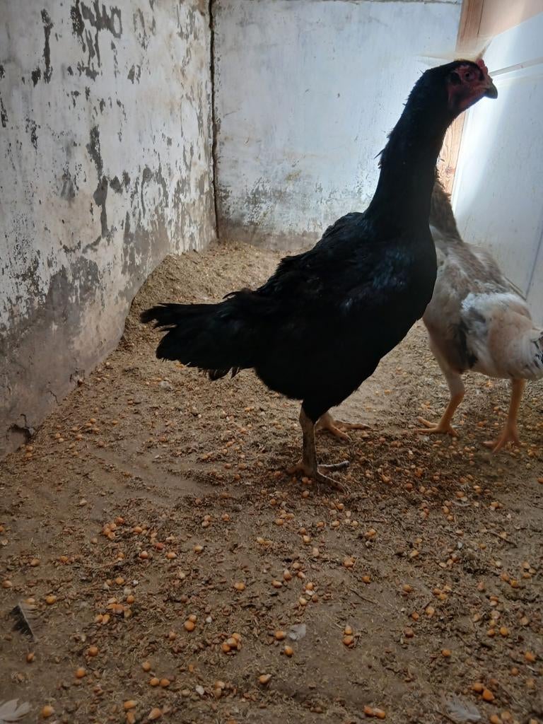 Poulet japonais, Poule ou poulet