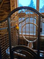 Gezocht zonparkiet pop, Dieren en Toebehoren, Ophalen