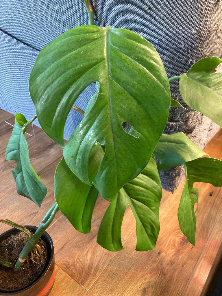 Rhaphidophora pertusa, Maison & Meubles, Plantes d'intérieur, Autres espèces, 100 à 150 cm, Plante verte, Plein soleil