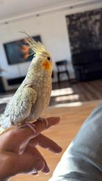 Coupele perruche +  couple Calopsite, Animaux & Accessoires, Perruche