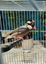 Java/Padda-koppel, Dieren en Toebehoren