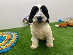 Cockapoo pups, België, CDV (hondenziekte), 8 tot 15 weken, Meerdere