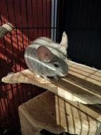 Chinchilla, Animaux & Accessoires, Rongeurs, Mâle, Chinchilla, Domestique