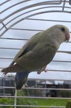 Laatste twee dwergpapegaaien van dit jaar, Dieren en Toebehoren, Vogels | Parkieten en Papegaaien