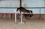 5 jarige Cornet Obolensky x Colandro., Dieren en Toebehoren, Paarden, Merrie, Springpaard, Gechipt, Zadelmak