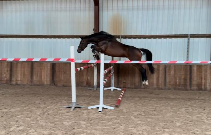 5 jarige Cornet Obolensky x Colandro., Dieren en Toebehoren, Paarden, Merrie, Zadelmak, 160 tot 165 cm, 3 tot 6 jaar, Springpaard