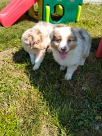 Prachtige australian Shepherd pups, Dieren en Toebehoren, België, 8 tot 15 weken, CDV (hondenziekte), Meerdere