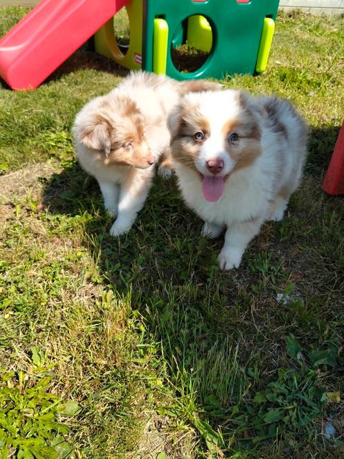Prachtige australian Shepherd pups, Dieren en Toebehoren, Honden | Herdershonden en Veedrijvers, Meerdere dieren, Herder, Fokker | Professioneel