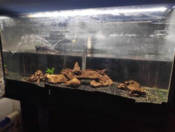 Volledig aquarium  beschikbaar voor biedingen