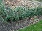 Haagplanten liguster/ligustrum, Jardin & Terrasse, Plantes | Arbustes & Haies, Moins de 100 cm, Enlèvement, Troène, Haie