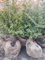 "Japanse hulst", Ilex crenata convexa, Jardin & Terrasse, Plantes | Arbustes & Haies, Moins de 100 cm, Enlèvement, Houx, Haie