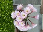 Cactussen, Huis en Inrichting, Ophalen, In pot