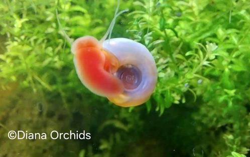 Roze Parelmoer Slakken * Planorbella duryi duryi, Dieren en Toebehoren, Vissen | Aquariumvissen
