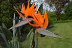 strelitzia, Tuin en Terras, Planten | Tuinplanten, Ophalen, Zomer, Vaste plant, Volle zon