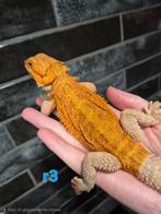 Dragon barbu rouge/orange, Lézard, Domestique, 0 à 2 ans