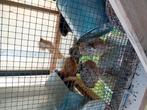 Japanse kwartels, Dieren en Toebehoren, Vogels | Overige Vogels