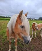 weide voor haflinger paard gezocht, Dieren en Toebehoren, Weidegang, 1 paard of pony