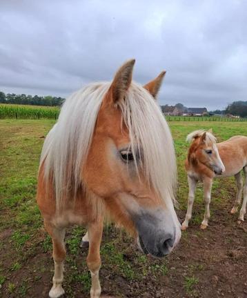weide voor haflinger paard gezocht  beschikbaar voor biedingen