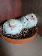 reisduiven, Geslacht onbekend, Postduif