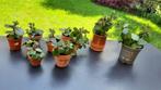 Kalanchoe gele bloempjes, Bloeiende kamerplant, Ophalen, Vetplant
