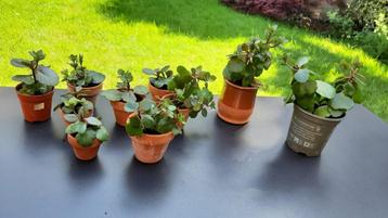 Kalanchoe gele bloempjes beschikbaar voor biedingen