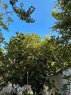 Arbres de figues a vendre, Ophalen