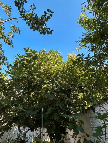 Arbres de figues a vendre beschikbaar voor biedingen