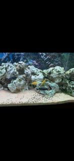 Aquarium juwel 180, Dieren en Toebehoren, Vissen | Aquaria en Toebehoren, Ophalen