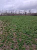 huur van weide, Pâturage, 4 chevaux ou poneys ou plus