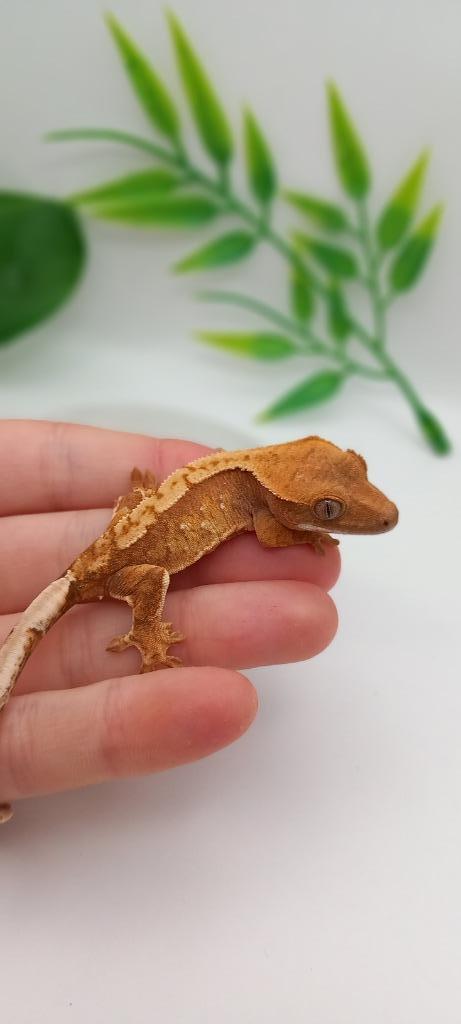 NPV (poss 0.1) Red extreme Harlequin wimpergekko baby, Dieren en Toebehoren, Reptielen en Amfibieën, Hagedis, 0 tot 2 jaar, Tam