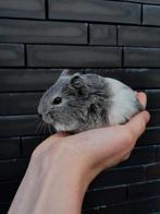 Cavia nestje, Dieren en Toebehoren, Knaagdieren, Cavia, Meerdere dieren, Tam, September