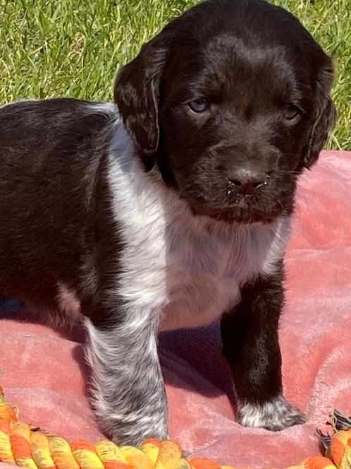 Heidewachtel pups, Dieren en Toebehoren, Honden | Retrievers, Spaniëls en Waterhonden, Meerdere dieren, Overige rassen, Fokker | Professioneel