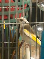 Kleine Kadoussschool met arendshoofd, Dieren en Toebehoren, Vogels | Kanaries, Mannelijk, Kleurkanarie