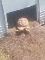 Sulcata, Dieren en Toebehoren, Reptielen en Amfibieën, Schildpad