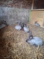 Konijnen, Dieren en Toebehoren, Konijnen